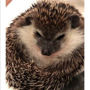 Meet your Posher, Tara